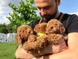 Erkek Ve Dişi Red Brown Toy Poodle Yavrular 3 Aylık