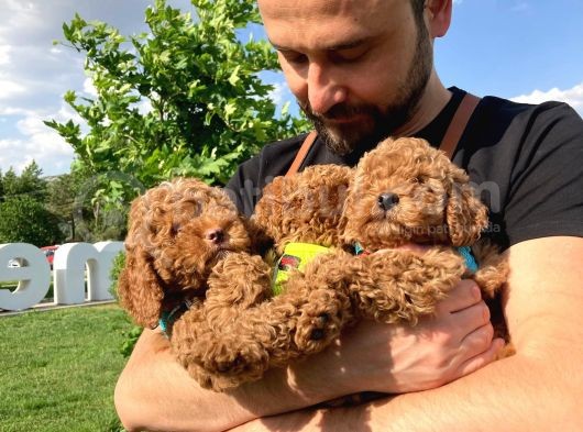 Erkek ve Dişi Red Brown Toy Poodle Yavrular 3 Aylık