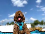 Erkek Ve Dişi Red Brown Toy Poodle Yavrular 3 Aylık