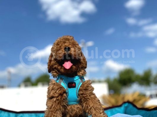 Erkek Ve Dişi Red Brown Toy Poodle Yavrular 3 Aylık görsel