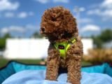 Erkek Ve Dişi Red Brown Toy Poodle Yavrular 3 Aylık