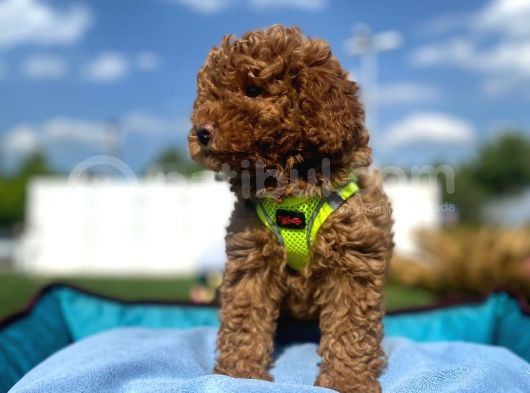 Erkek Ve Dişi Red Brown Toy Poodle Yavrular 3 Aylık görsel