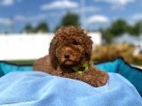 Erkek Ve Dişi Red Brown Toy Poodle Yavrular 3 Aylık
