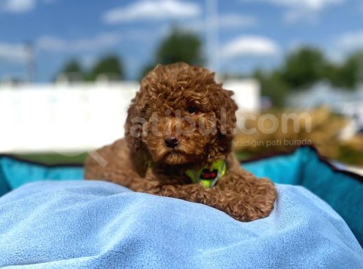 Erkek Ve Dişi Red Brown Toy Poodle Yavrular 3 Aylık görsel