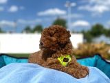 Erkek Ve Dişi Red Brown Toy Poodle Yavrular 3 Aylık