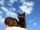 British Shorthair Çikolata Erkek Ve Dişi 2 Aylık