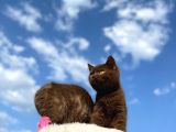 British Shorthair Çikolata Erkek Ve Dişi 2 Aylık