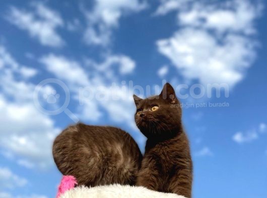 British Shorthair Çikolata Erkek Ve Dişi 2 Aylık görsel