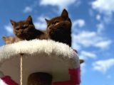 British Shorthair Çikolata Erkek Ve Dişi 2 Aylık
