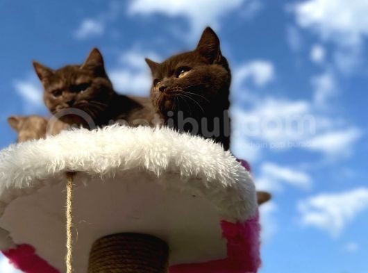 British Shorthair Çikolata Erkek Ve Dişi 2 Aylık görsel