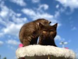 British Shorthair Çikolata Erkek Ve Dişi 2 Aylık