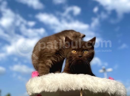 British Shorthair Çikolata Erkek Ve Dişi 2 Aylık görsel