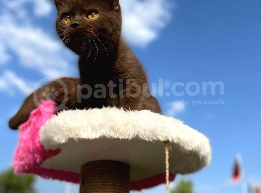 British Shorthair Çikolata Erkek Ve Dişi 2 Aylık görsel