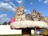 Erkek Ve Dişi British Shorthair 2 Aylık