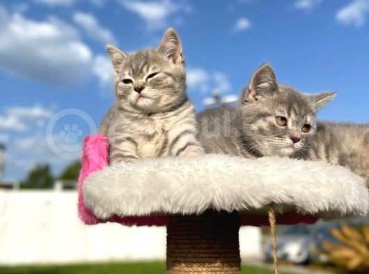 Erkek ve Dişi British Shorthair 2 Aylık