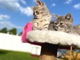 Erkek Ve Dişi British Shorthair 2 Aylık