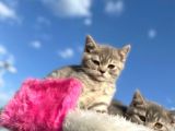 Erkek Ve Dişi British Shorthair 2 Aylık