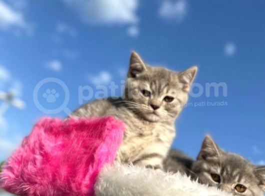 Erkek Ve Dişi British Shorthair 2 Aylık görsel