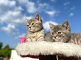 Erkek Ve Dişi British Shorthair 2 Aylık