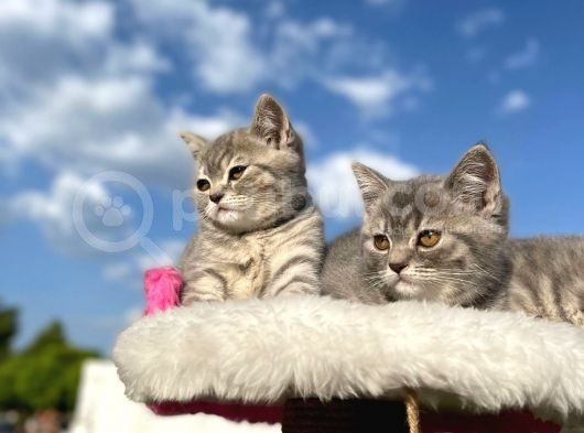 Erkek Ve Dişi British Shorthair 2 Aylık görsel