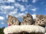 Erkek Ve Dişi British Shorthair 2 Aylık