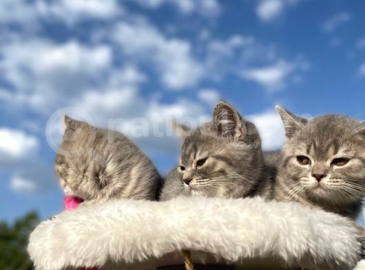 Erkek Ve Dişi British Shorthair 2 Aylık görsel