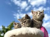 Erkek Ve Dişi British Shorthair 2 Aylık