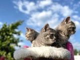Erkek Ve Dişi British Shorthair 2 Aylık