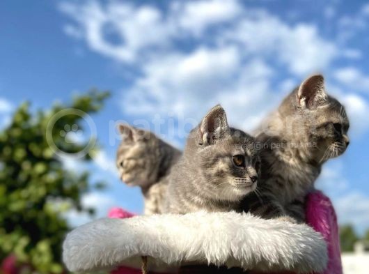 Erkek Ve Dişi British Shorthair 2 Aylık görsel