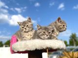 Erkek Ve Dişi British Shorthair 2 Aylık