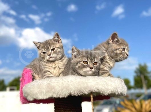 Erkek Ve Dişi British Shorthair 2 Aylık görsel