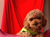 Safkan Toy Poodle Yavrular