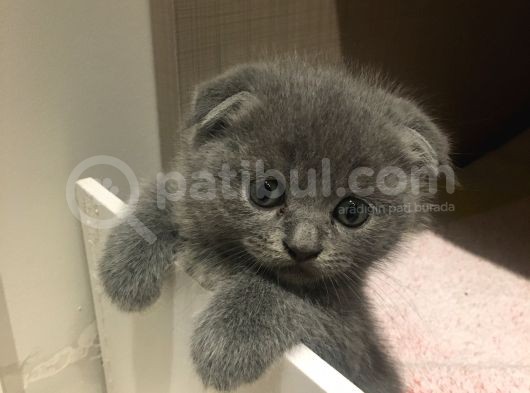 British Short Hair Yavrular  görsel