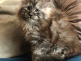 Erkek Maine Coon Anne ve Baba Secereli