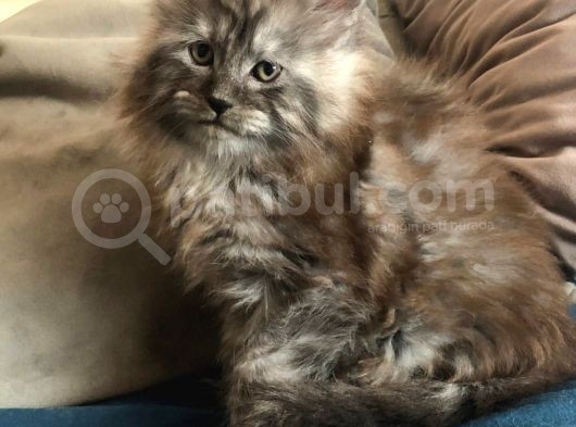 Erkek Maine Coon Anne Ve Baba Secereli