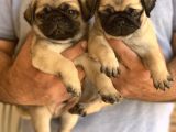 A Kali̇te Safkan Pug Yavrulari