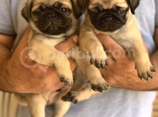 A Kali̇te Safkan Pug Yavrulari görsel