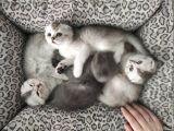 Scottish Fold Yavrular