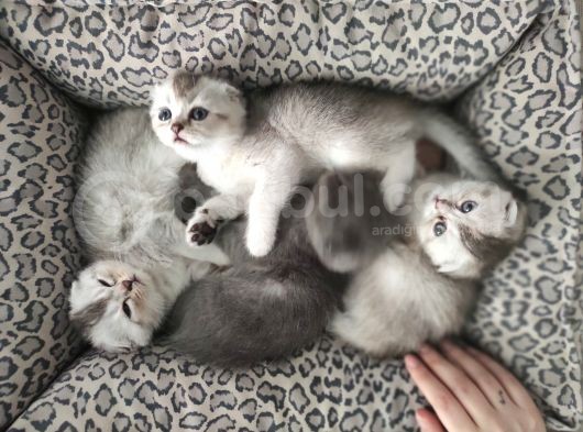 Scottish Fold Yavrular
