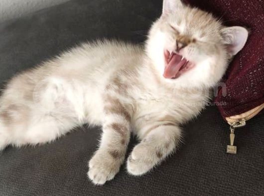 British Lynx Point Dişi görsel