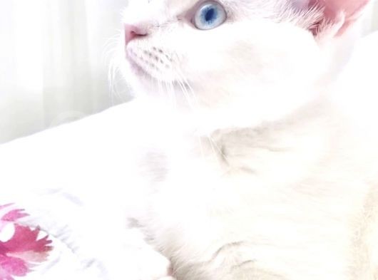 British Shorthair görsel
