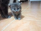 Scotish Fold Tabby Ve British Shorthair Karışık Yavrular 3 Dişi 3 Erkek