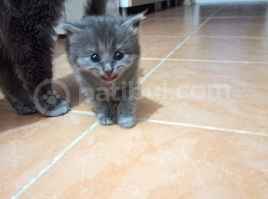 Scotish Fold Tabby Ve British Shorthair Karışık Yavrular 3 Dişi 3 Erkek görsel