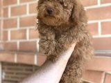 Erkek Red Toy Poodle