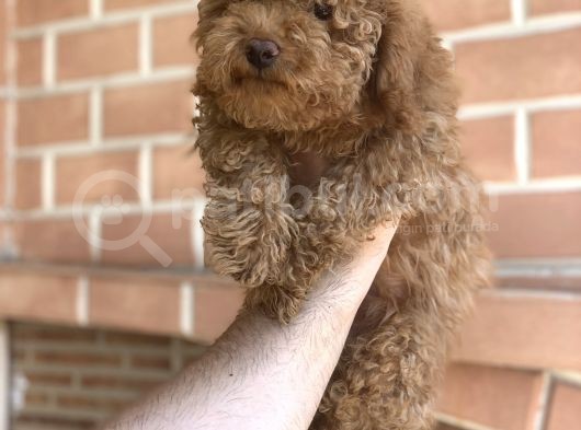 Erkek Red Toy Poodle