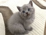 British Shorthair Ve Scottish Fold Yavrularım