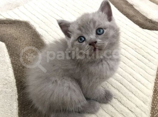 British Shorthair Ve Scottish Fold Yavrularım görsel
