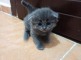 Scotish Fold Tabby Ve British Shorthair Karışık Yavrular 3 Dişi 3 Erkek