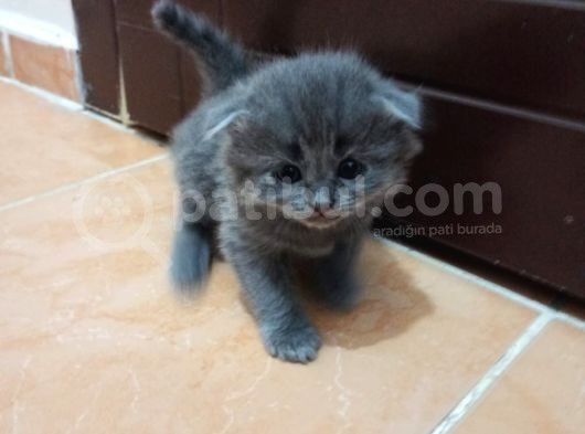 Scotish Fold Tabby Ve British Shorthair Karışık Yavrular 3 Dişi 3 Erkek