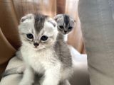 Scottish Fold Yavrular
